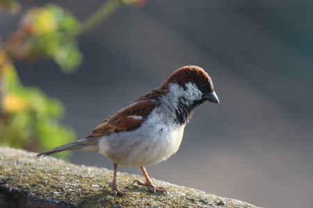 Passero comune
